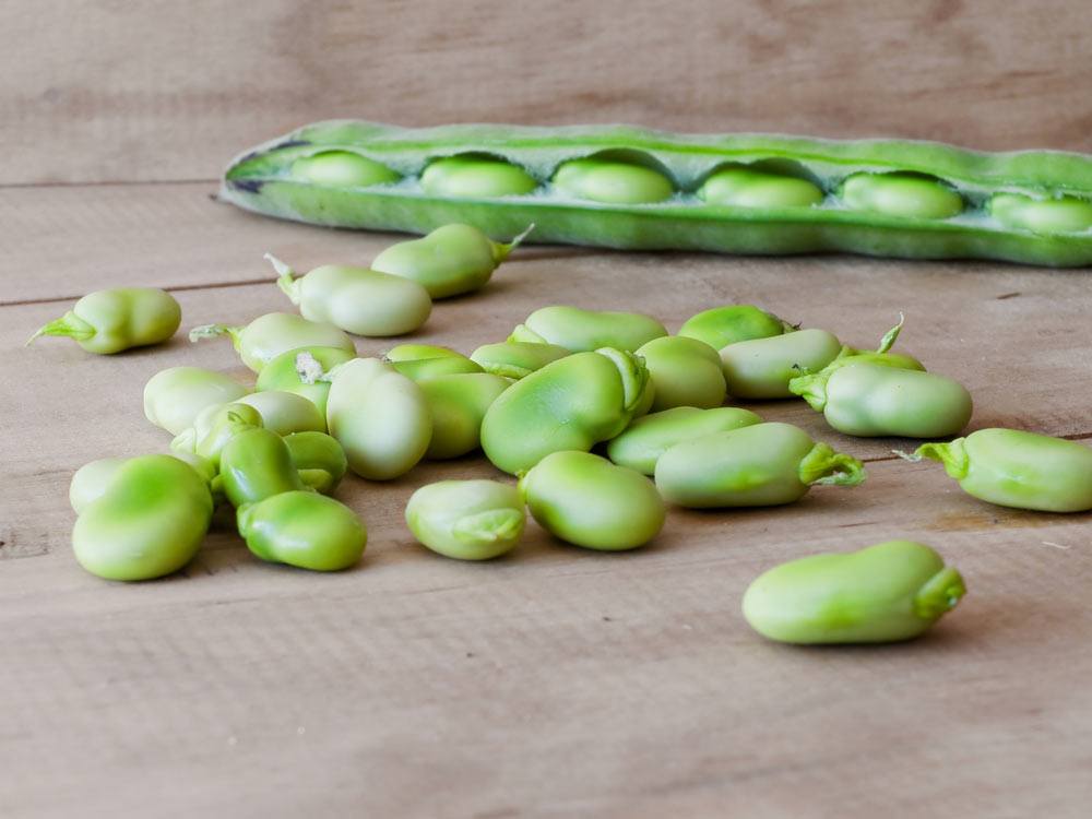 how to cook fresh lima beans