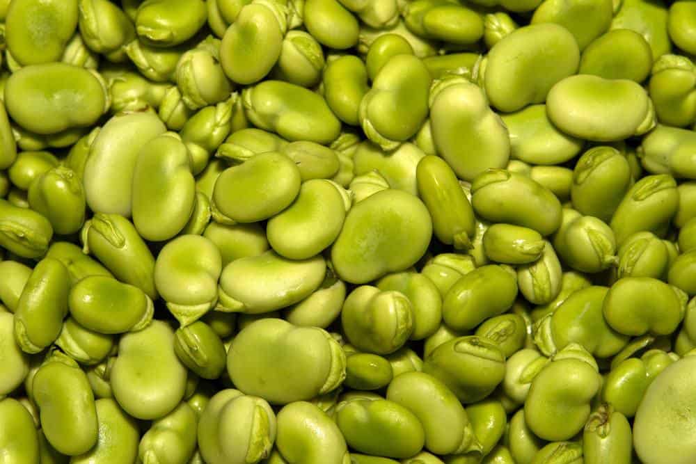 how to cook fresh lima beans