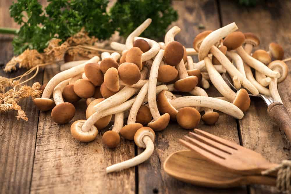 how long are mushrooms good for shitake