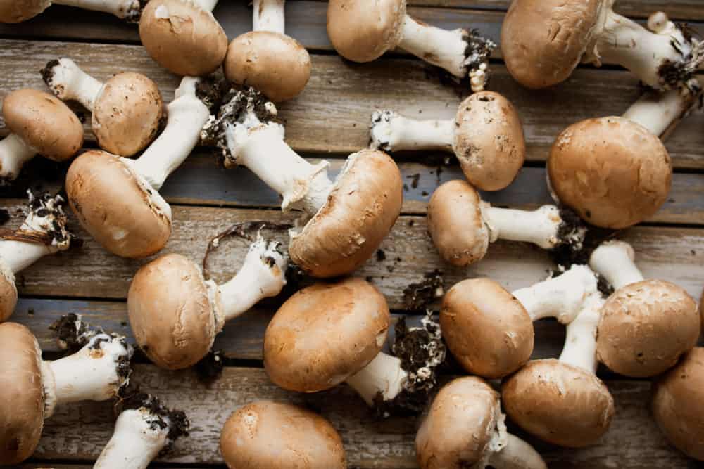 how long are mushrooms good for baby portobello