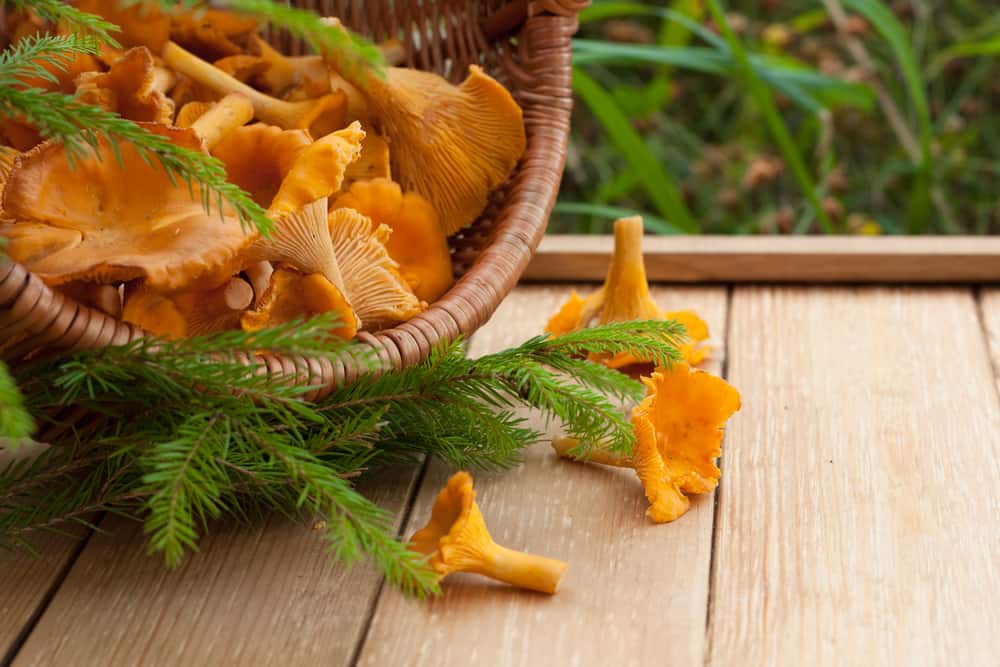 how long are mushrooms good for chanterelles