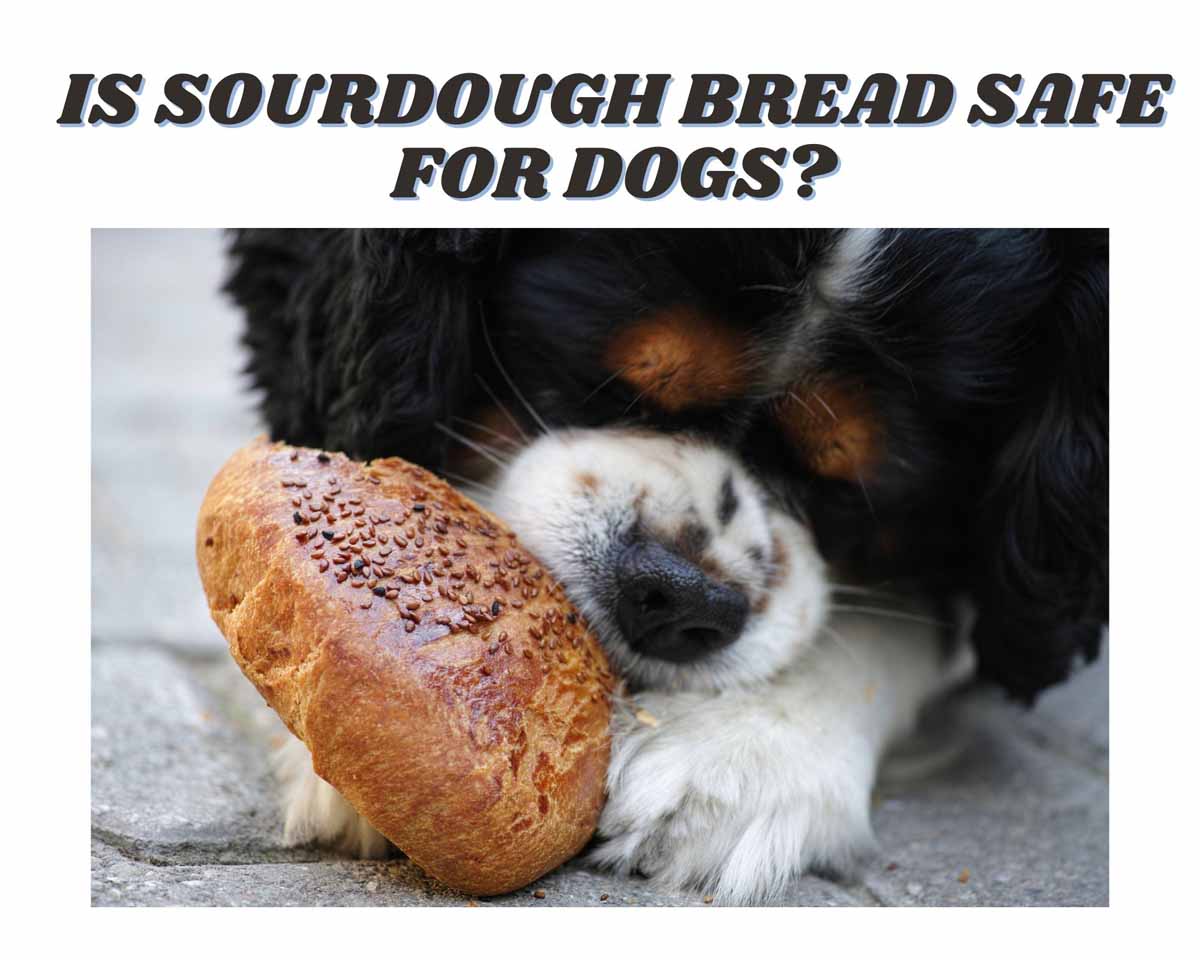 Is Sourdough Bread Safe For Your Dog? Uncover the Surprising Facts Now