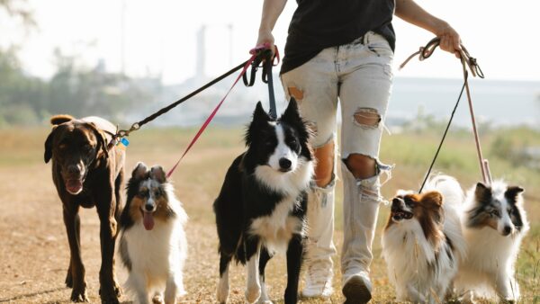 how much bigger can a male dog be than the female when breeding