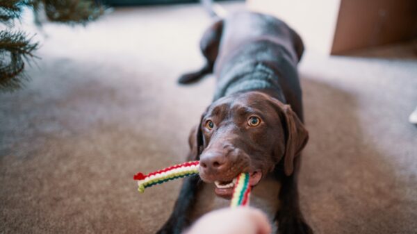 why does my dog bring me a toy when i get home