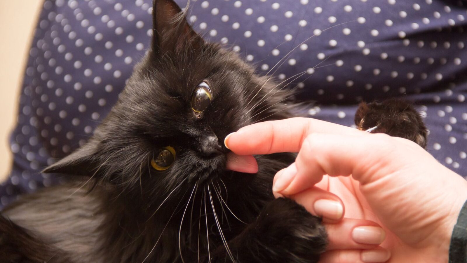 What Does it Mean When a Cat Licks You While Purring Understanding
